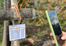 Handy scannt QR-Code zum Weinsteig Koblenzer Marienberg ©Weingut Schwaab