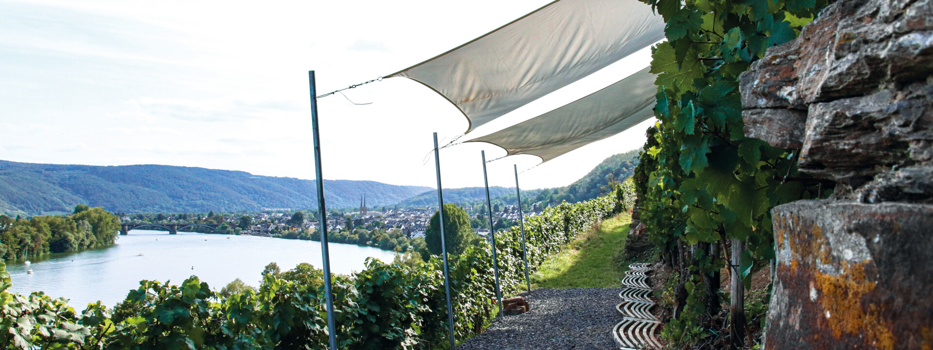 Weinberg "Marienberg", im Hintergrund die Mosel und der Koblenzer Stadtteil Güls  ©Koblenz-Touristik GmbH, Johannes Bruchhof