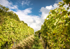 Zwischen den Weinbergen bei Koblenz Güls ©(c) Johannes Bruchhof Zwischen den Weinbergen bei Koblenz Güls ©(c) Johannes Bruchhof