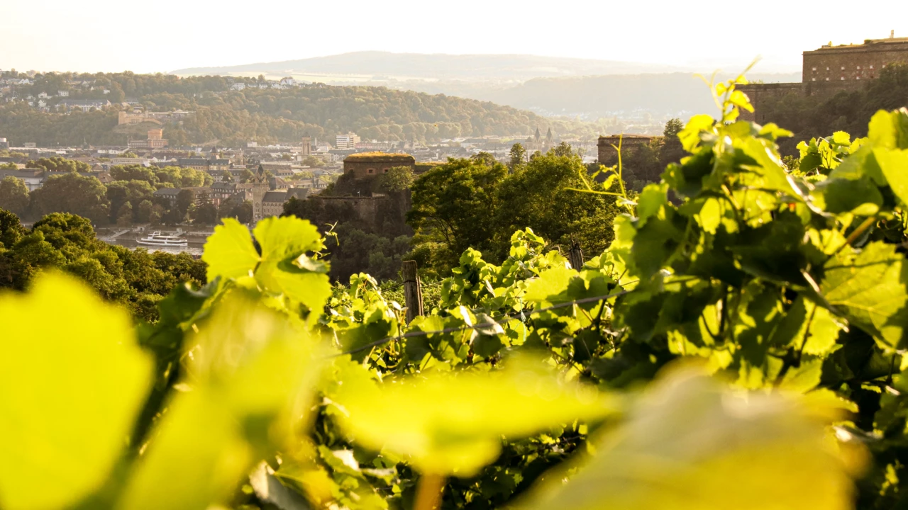 Blick über die Weinberg in Ehrenbreitstein