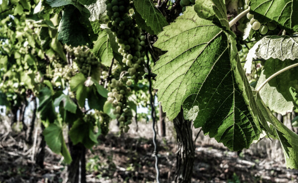 Weinreben mit Weintrauben ©Koblenz-Touristik GmbH, Johannes Bruchhof