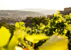 Führungsgruppe im Hof der Festung Ehrenbreitstein auf der Wein und Kultur Führung