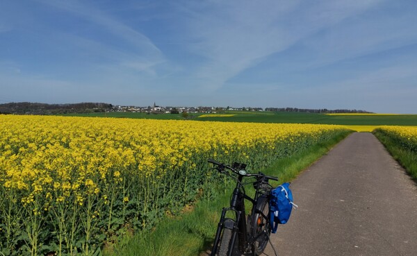 Fahrradweg im Hunsrück mit Fahrrad umgeben von Rapsfeldern unter blauem Himmel ©Tourist-Information Hunsrück