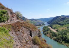 Schmaler Pfad an einem steilen Hang in den Weinbergen mit Blick auf die Mosel, grüne Hügel und eine kleine Ortschaft im Hintergrund  ©Koblenz-Touristik, Katharina Röper 