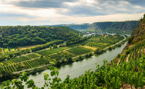 Blick auf die Mosel mit Wald am hinter den Weinfeldern am linken Ufer und einem steilen Hang mit Weinbergen am rechten Ufer ©