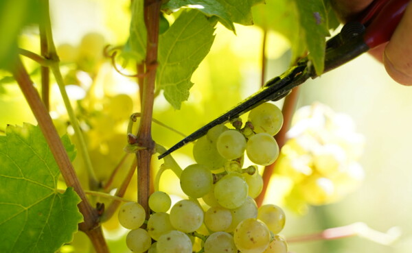 Werken in de wijngaard © Kira Blinn Werken in de wijngaard © Kira Blinn