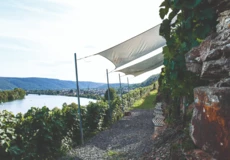 Weinberg in Vordergrund mit Fluss im Hintergrund &copy; Koblenz-Touristik GmbH, Johannes Bruchhof