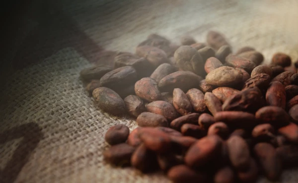 Cacaobonen © Philip Bruederle Cacaobonen uit Cahua © Philip Bruederle