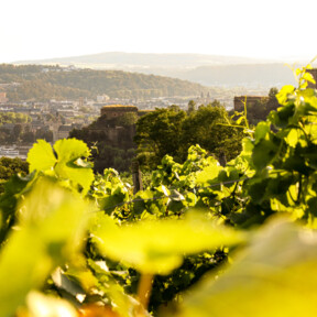 Blick über die Weinberge in Ehrenbreitstein auf die Festung Ehrenbreitstein  ©Koblenz-Touristik GmbH 