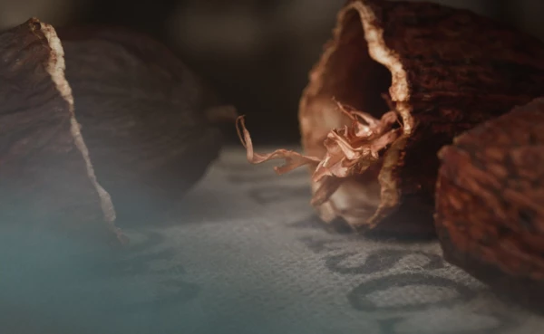 Cacaovrucht © Philip Bruederle Geopend cacaovrucht © Philip Bruederle