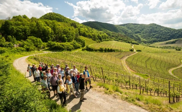 Wanderung durch die Weinberge im Ahrtal  &copy; Dominik Ketz