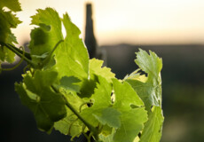 Weinlaub im Sonnenuntergang  ©Koblenz-Touristik GmbH, Johannes Bruchhof 