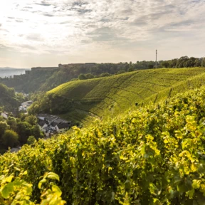 Weinberg hinter Koblenz-Ehrenbreitstein mit Mühlental und Festung Ehrenbreitstein im Hintergrund