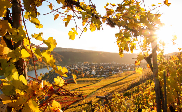 Herbstlich gefärbte Weinberge an der Mosel bei Winningen ©Koblenz-Touristik, Johannes Bruchhof