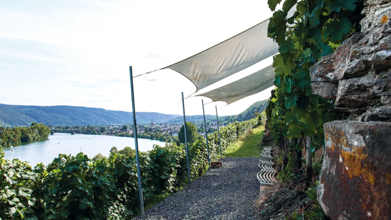 Weinberg in Vordergrund mit Fluss im Hintergrund
