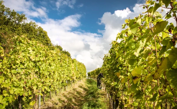 Zwischen den Weinbergen bei Koblenz Güls