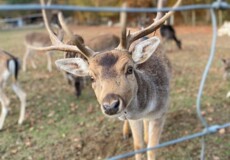 Ein Reh aus dem Wildpark Remstecken ©freizeitbuddy.de