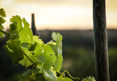 Weinlaub im Sonnenuntergang ©Koblenz-Touristik GmbH, Johannes Bruchhof Weinlaub im Sonnenuntergang ©Koblenz-Touristik GmbH, Johannes Bruchhof