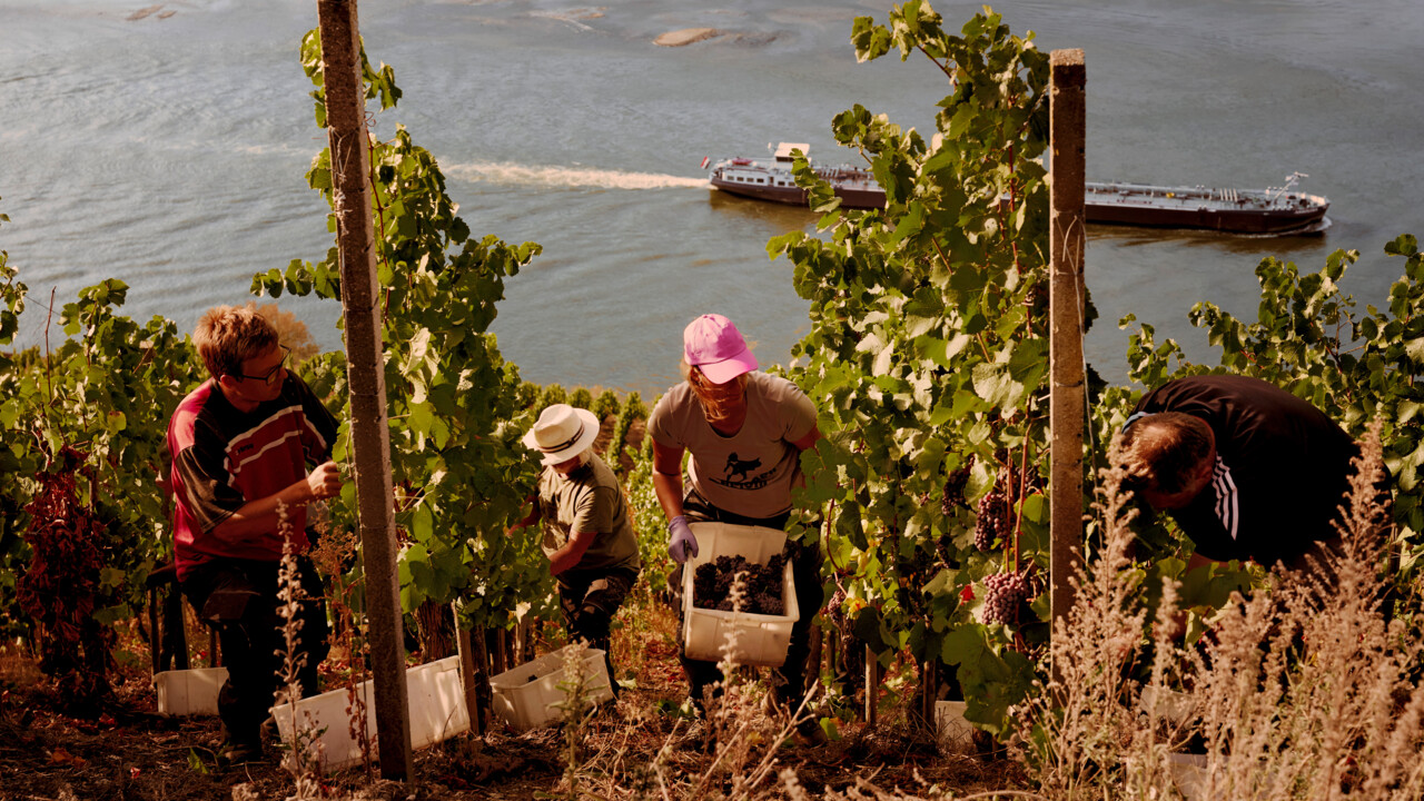 Helfen ernten reife Trauben im Weinberg ©Koblenz-Touristik / Philip Bruederle