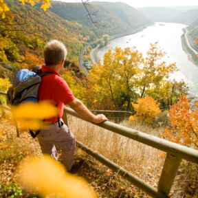 Mann steht am Zaun über dem Rhein auf dem Rheinsteig Wanderweg © Romantischer Rhein Tourismus GmbH/D.Ketz