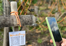 Handy scannt QR-Code zum Weinsteig Koblenzer Marienberg © Weingut Schwaab