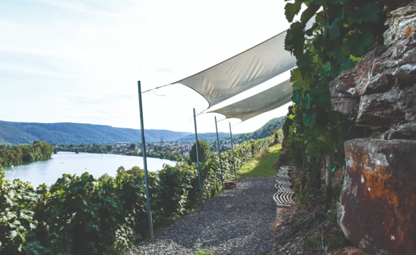 Weinberg "Marienberg", im Hintergrund die Mosel und der Koblenzer Stadtteil G&uuml;ls  &copy; Koblenz-Touristik GmbH, Johannes Bruchhof