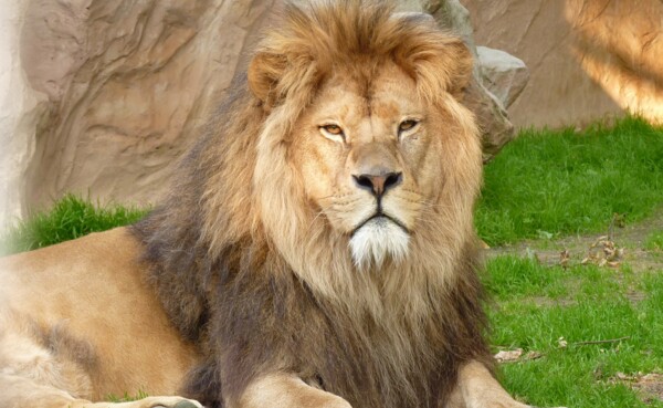 BerberlÃ¶we aus dem Zoo Neuwied ©Zoo Neuwied