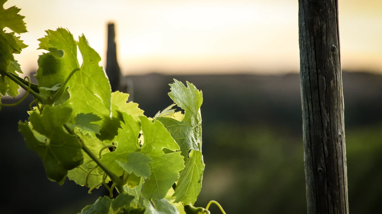 Weinlaub im Sonnenuntergang