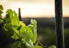 Weinlaub im Sonnenuntergang