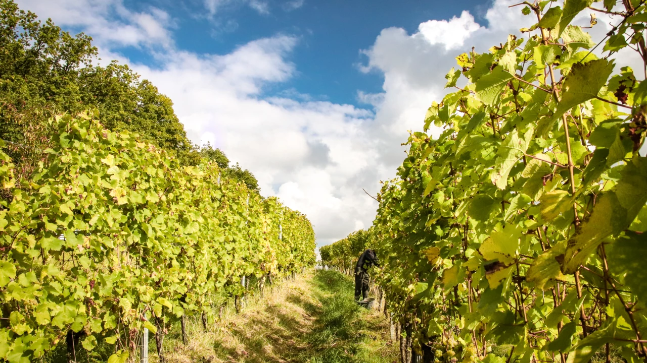 Zwischen den Weinbergen bei Koblenz Güls