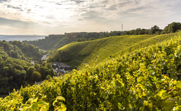 Weinberg hinter Koblenz-Ehrenbreitstein mit Mühlental und Festung Ehrenbreitstein im Hintergrund ©Rheinland-Pfalz Tourismus GmbH, Dominik Ketz