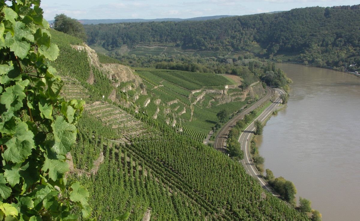 Weinberg in Winningen ©Swantje Nickolay