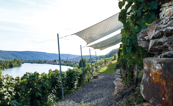 Weinberg "Marienberg", im Hintergrund die Mosel und der Koblenzer Stadtteil Güls  © Koblenz-Touristik GmbH, Johannes Bruchhof