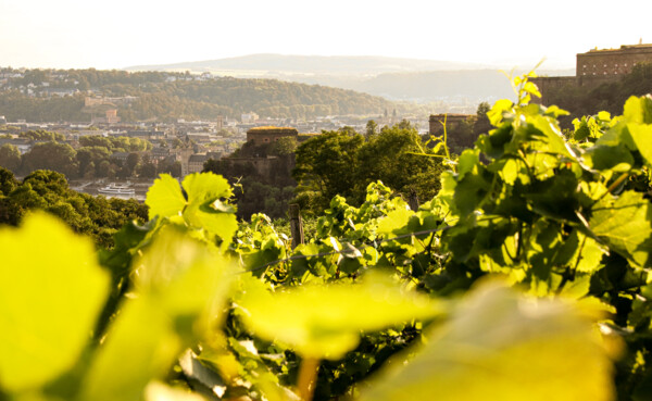 Blick über die Weinberge in Ehrenbreitstein auf die Festung Ehrenbreitstein  ©Koblenz-Touristik GmbH 