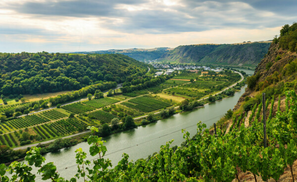 Blick auf die Mosel mit Wald am hinter den Weinfeldern am linken Ufer und einem steilen Hang mit Weinbergen am rechten Ufer ©