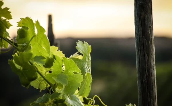 Weinlaub im Sonnenuntergang