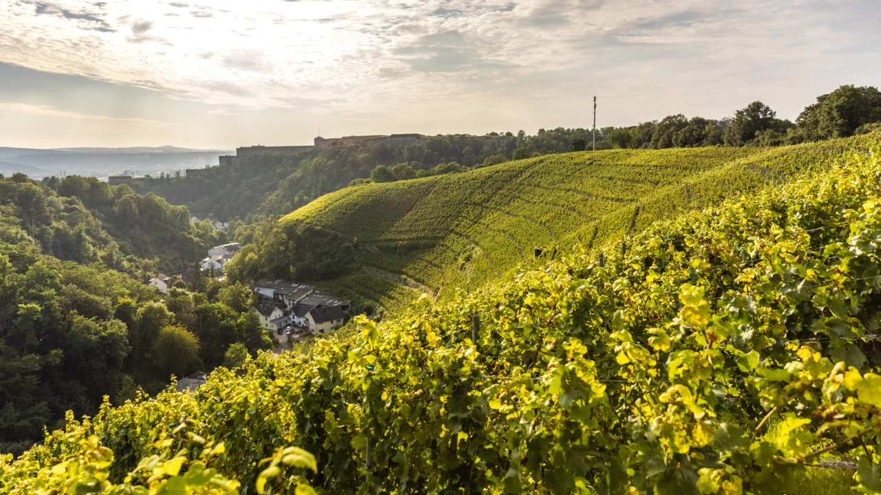 Weinberg hinter Koblenz-Ehrenbreitstein mit Mühlental und Festung Ehrenbreitstein im Hintergrund
