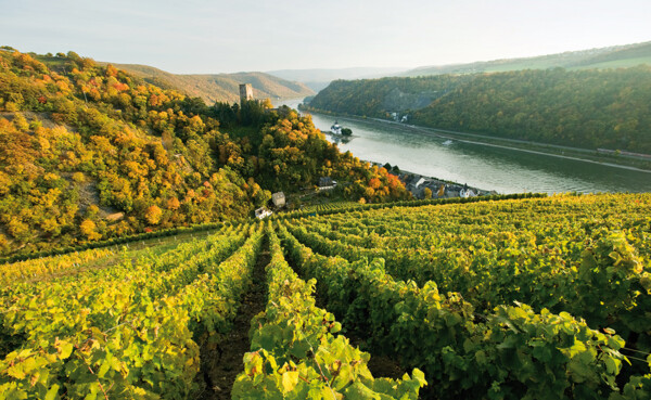 Weinberg mit Burg Kaub und Rhein im Hintergrund ©