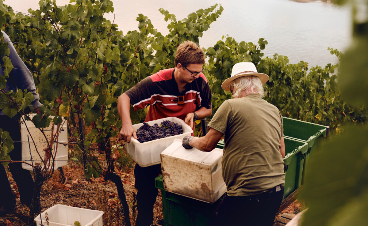 Geerntete Trauben werden im Weinberg in Transportboxen geschüttet ©Koblenz-Touristik / Philip Bruederle