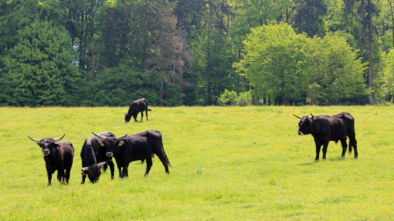 Taurusrinder Naturschutzgebiet Schmidtenh&ouml;he &copy; Swantje Nikolay
